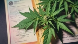 L’Association Universitaire Sportive Américaine, retire le cannabis de la liste des substances interdites