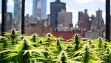 Inédit : l’auto-culture de cannabis pourrait être légalisée dans l’État de New York