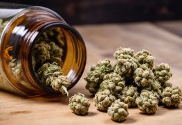 Top 5 Best CBD Flower Companies and Brands to Consider in 2025