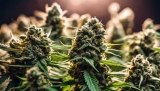 Best CBD Flowers With No THC in 2025