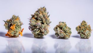 Best CBD Flower: Top 10 Strains & Varieties You Can Buy Online in 2025