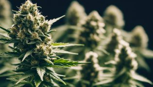 Die 10 Besten CBD Blüten Sorten mit Erfahrungen 2025