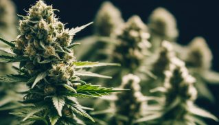 Die 10 Besten CBD Blüten Sorten mit Erfahrungen 2025