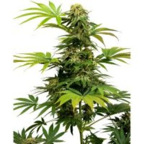 Black Harlequin CBD Féminisée (Sensi Seeds)