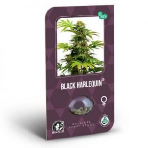 Black Harlequin CBD féminisée