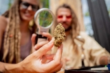 Cannabis Circus : L’émission de radio sur le cannabis qui enflamme vos ondes