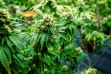 Le cannabis est la substance la plus consommée