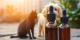 CBD pour animaux : où acheter des produits pas chers et pourquoi ?