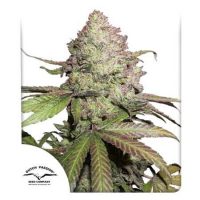 cbd-auto-charlottes-angel cbd-auto-charlottes-angel
