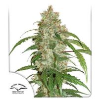 cbd-auto-white-widow cbd-auto-white-widow