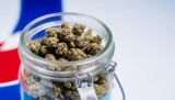 CBD NZ: How & Where To Buy The Best CBD Oils In New Zealand?
