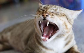 Le saviez-vous ? Le CBD peut calmer un chat agressif