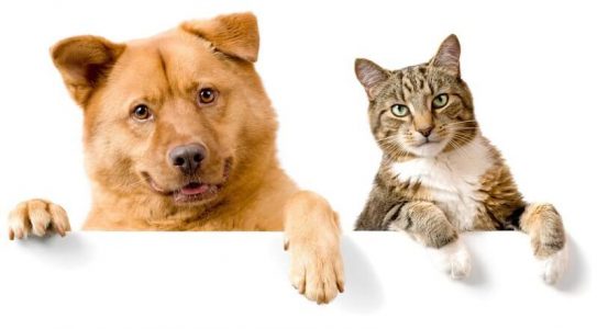 cbd chiens et chatds 3 chiens et chats cbd