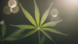 CBD Efectos: 7 beneficios positivos y negativos del cannabidiol