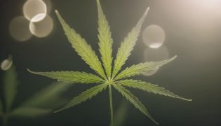 CBD Efectos: 7 beneficios positivos y negativos del cannabidiol