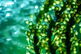 Le CBD du futur : cultivé à partir de micro-algues