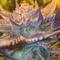 cbd-girl-scout-cookies-1_ahsk7xjncygxkine cbd-girl-scout-cookies-1_ahsk7xjncygxkine
