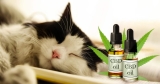 CBD pour chat : avis pour connaître ses bienfaits potentiels