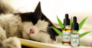 CBD pour chat : avis pour connaître ses bienfaits potentiels