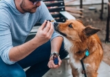 Le CBD peut-il aider à calmer un chien agressif ?