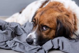 Le saviez-vous ? Le CBD peut être efficace sur un chien anxieux