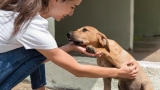 CBD pour chien faisant de l’arthrose : est-ce que ça soulage ?