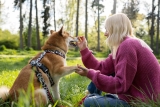 CBD pour chien : avis sur son efficacité et ses bienfaits