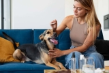CBD pour chien et effets secondaires : sa consommation est-elle dangereuse ?