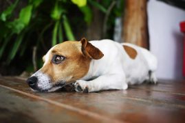 Le saviez-vous ? Le CBD peut aider votre chien épileptique
