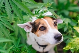 Le CBD pour chien stressé : pourquoi ça marche réellement ?
