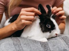 CBD pour lapin : peut-on en donner à son petit animal ?