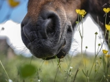 CBD pour les chevaux : bienfaits potentiels et conseils d’utilisation