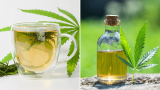 CBD en tisane ou huile ? Les différences pour bien choisir