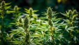 C’est quoi le CBDV ? Le cannabidivarine est bien différent du CBD