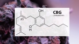 CBG et sommeil : le Cannabigérol peut-il être efficace pour mieux dormir ?