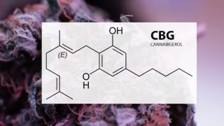CBG et sommeil : le Cannabigérol peut-il être efficace pour mieux dormir ?
