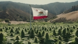Un changement inattendu : le taux de THC dans le cannabis californien diminue