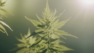 Le chanvre : nouvel allier écologie pour un air de qualité ?