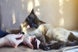Comment donner du CBD à votre chat ?
