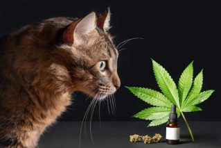 Le CBD peut-il aider un chat stressé ?