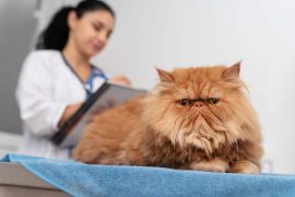 CBD pour chat et effets secondaires : sa consommation est-elle risquée ?