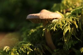 CBD et champignons adaptogènes : une synergie qui a de l’avenir ?
