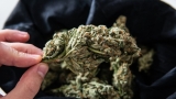 Comment bien consommer les fleurs de CBD et quand ? 