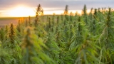 Comment ouvrir une ferme de CBD en France ? 