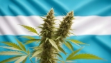 CBD Argentina: ¿Cómo y Dónde comprar CBD legal (cannabidiol)?