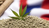 CBD Chile ¿Cómo y Dónde comprar el mejor cannabidiol en 2025?