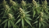 Une décision inédite : un cultivateur de cannabis échappe au jugement en France