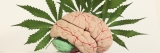 CBD et effets sur la mémoire : un impact positif ou négatif ?