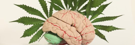 CBD et effets sur la mémoire : un impact positif ou négatif ?