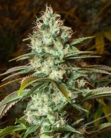 diesel-cbd-femelle-xl diesel-cbd-femelle-xl